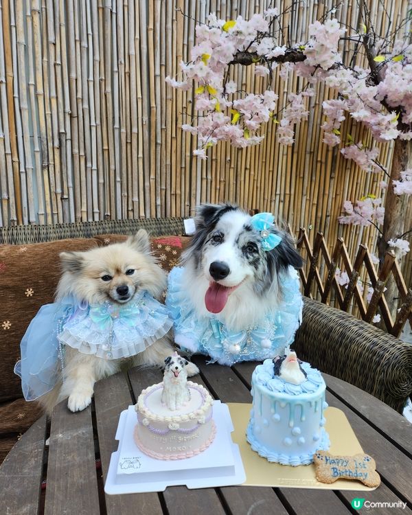 Moko 1歲啦！🐶🎂