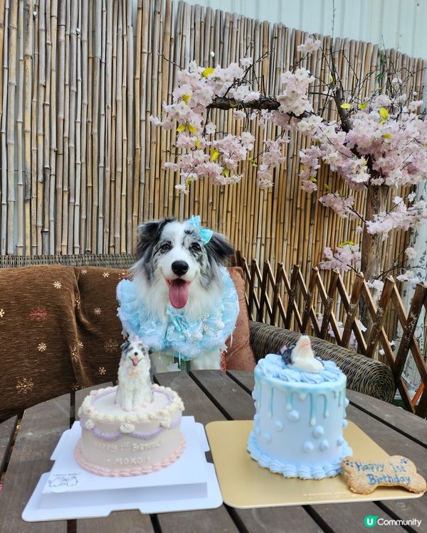 Moko 1歲啦！🐶🎂