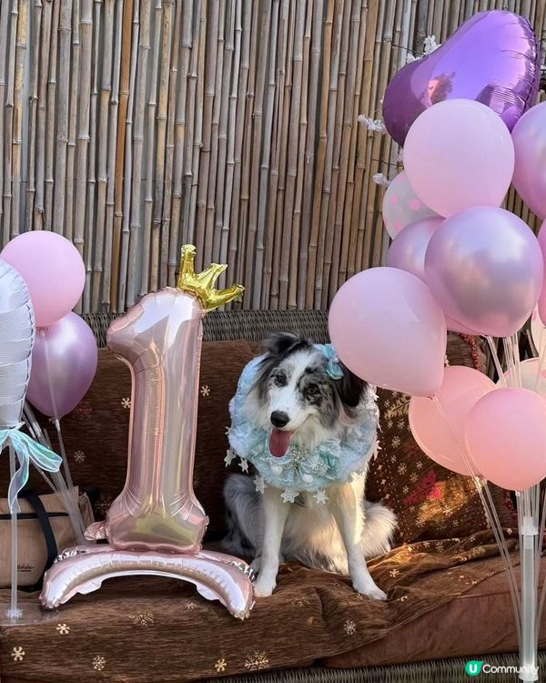 Moko 1歲啦！🐶🎂