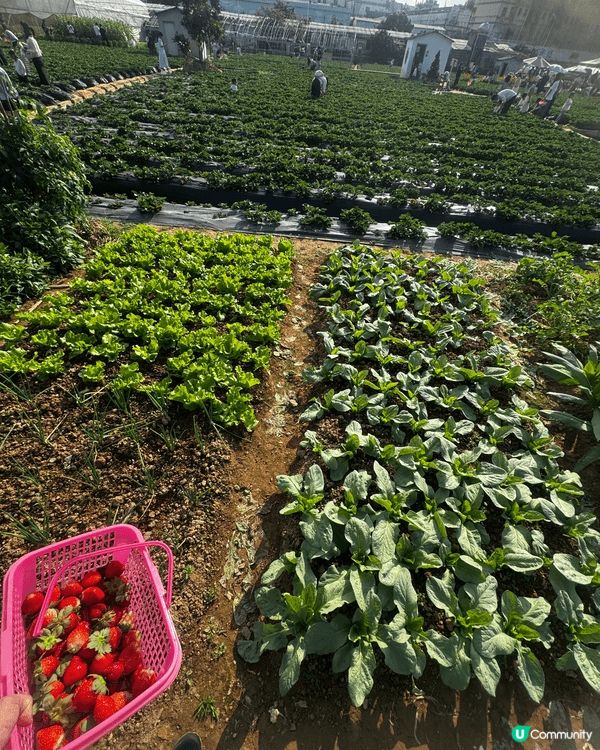 又到士多啤梨收成期，