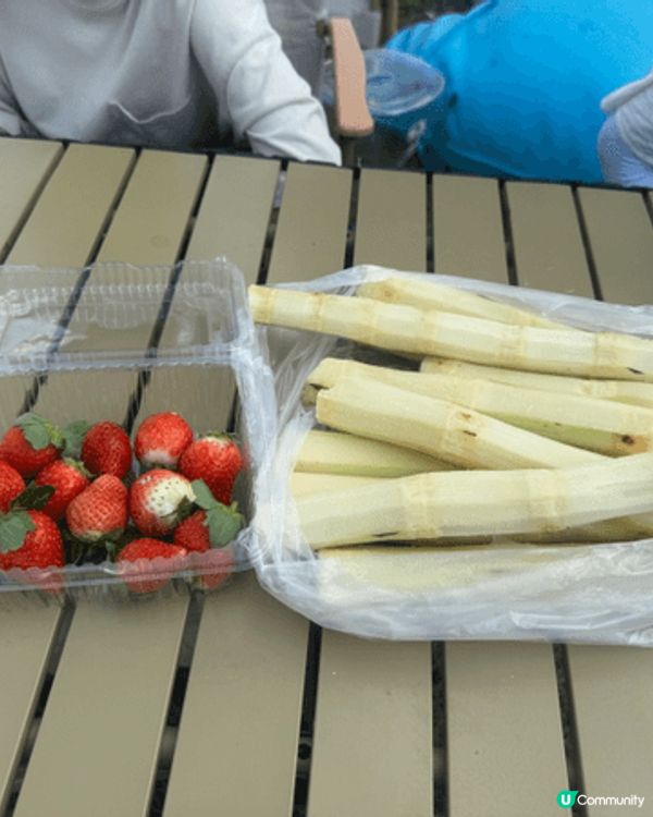 又到士多啤梨收成期，