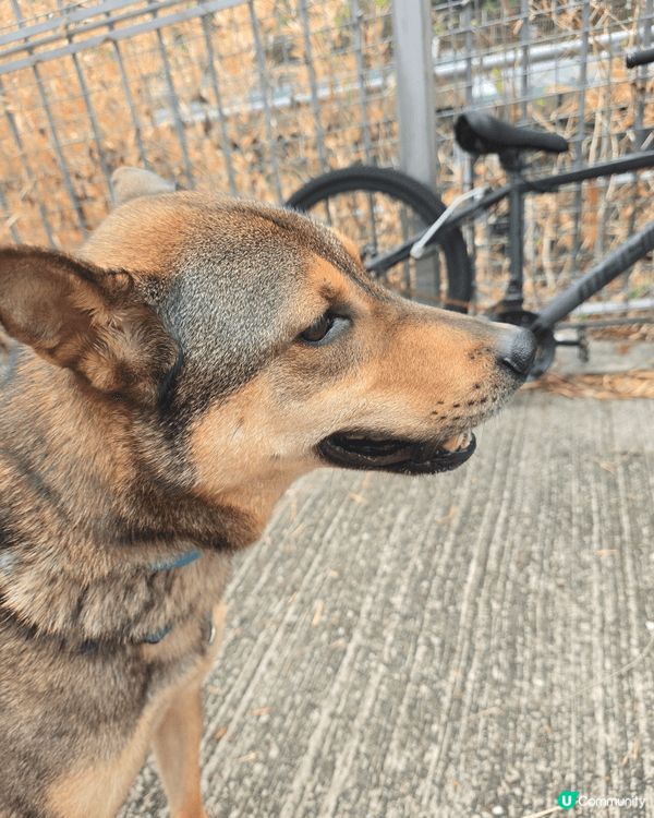 聖誕日，陽光照在狗公園的草地上。