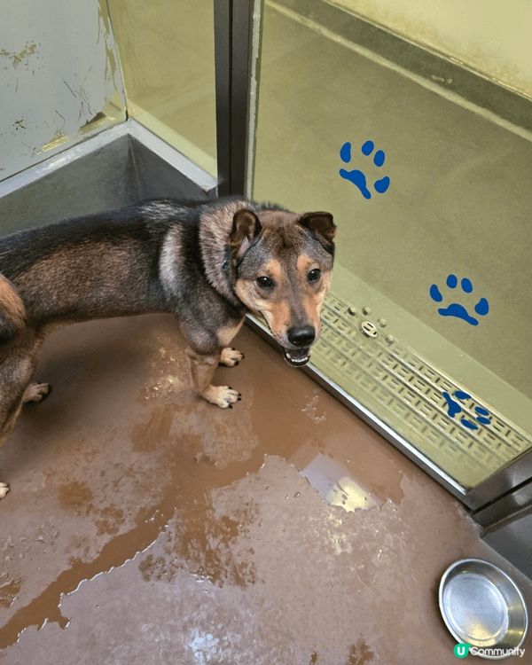 聖誕日，陽光照在狗公園的草地上。