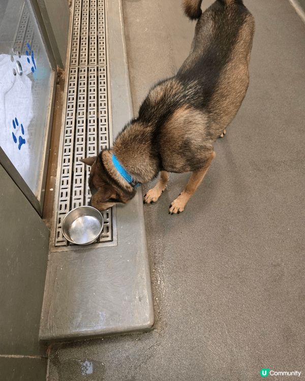 聖誕日，陽光照在狗公園的草地上。