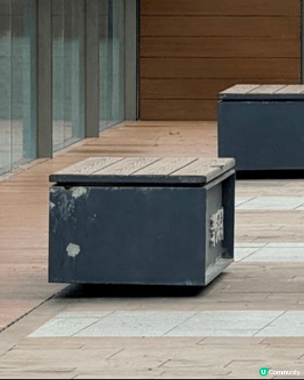 聖誕日，陽光照在狗公園的草地上。