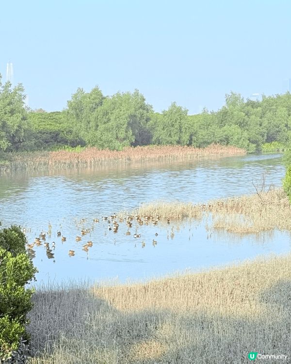 聖誕節帶住三個小朋友去香港濕地公園