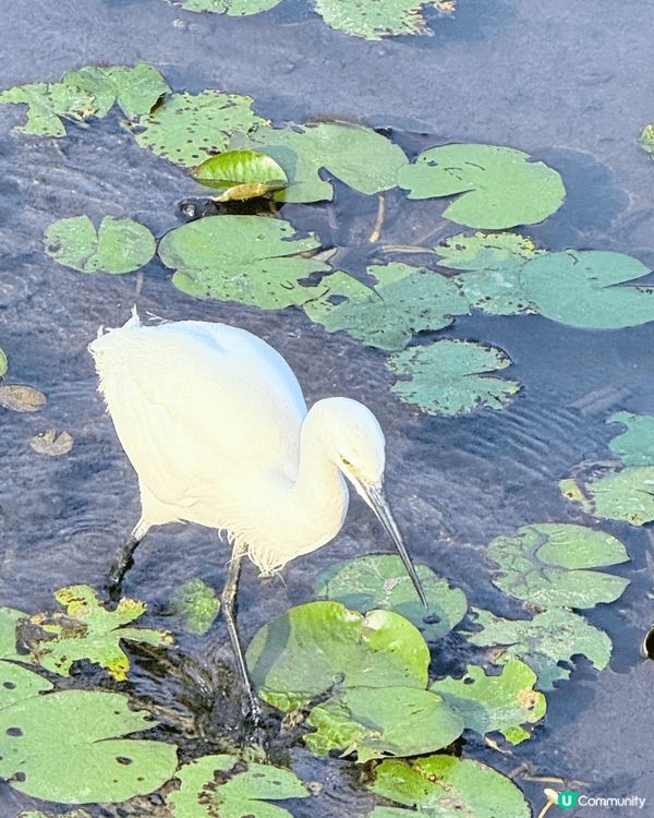 聖誕節帶住三個小朋友去香港濕地公園
