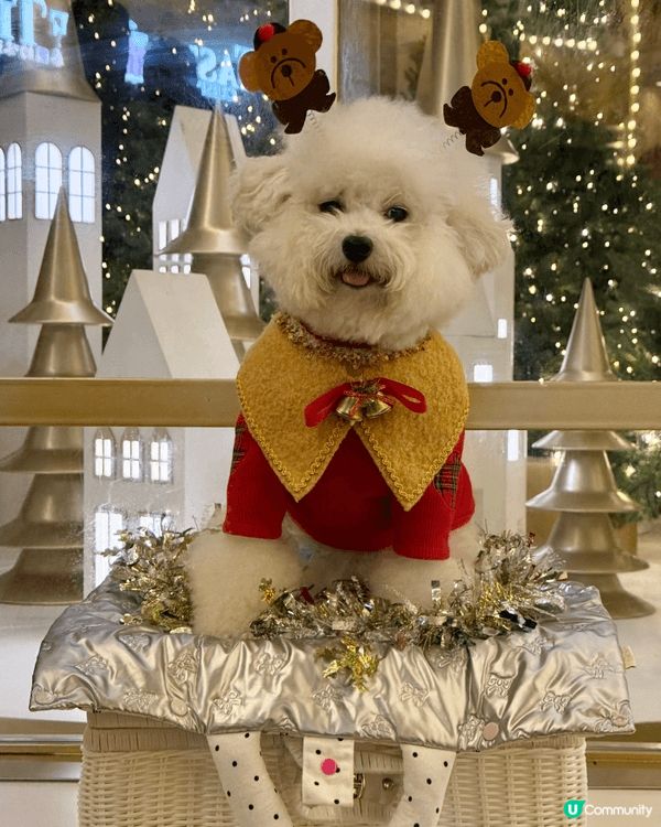 聖誕節一直是我一年中最喜愛的節日🎄🎅🏻。去年聖誕，我帶了查查...