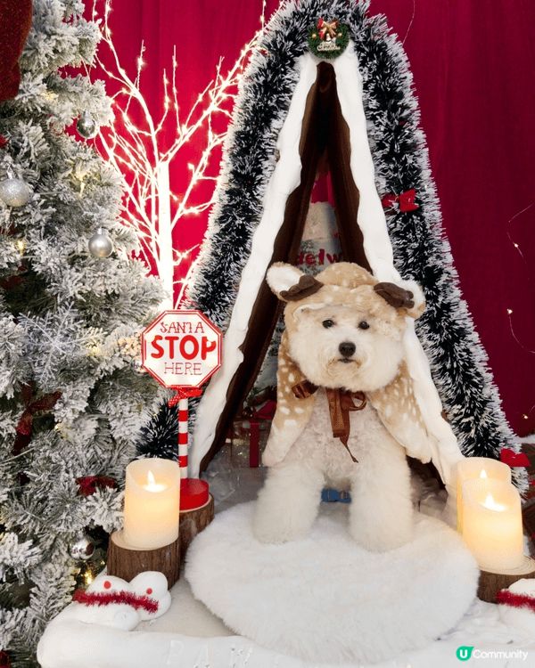 聖誕節一直是我一年中最喜愛的節日🎄🎅🏻。去年聖誕，我帶了查查...