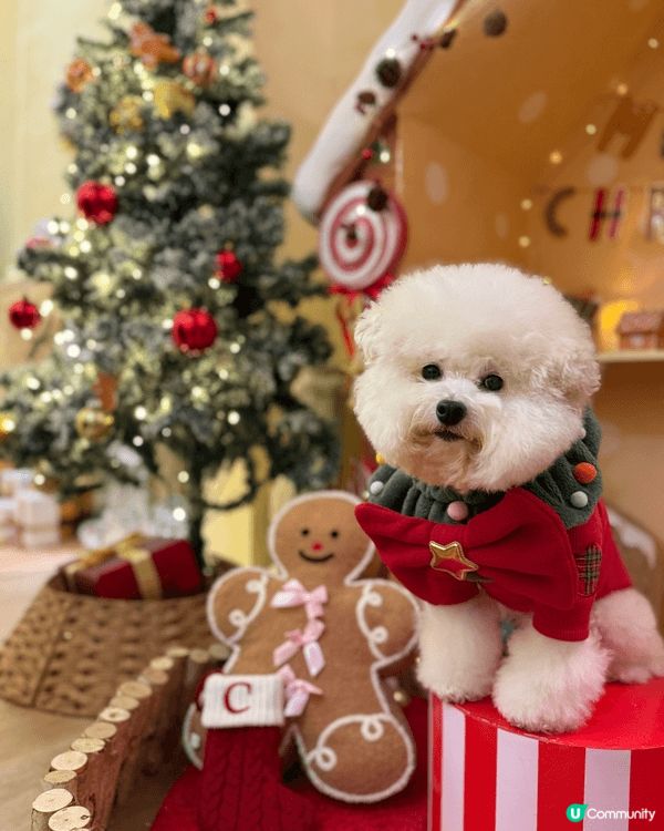 聖誕節一直是我一年中最喜愛的節日🎄🎅🏻。去年聖誕，我帶了查查...