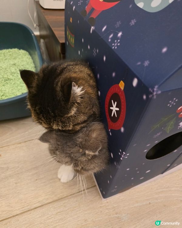 貓星人