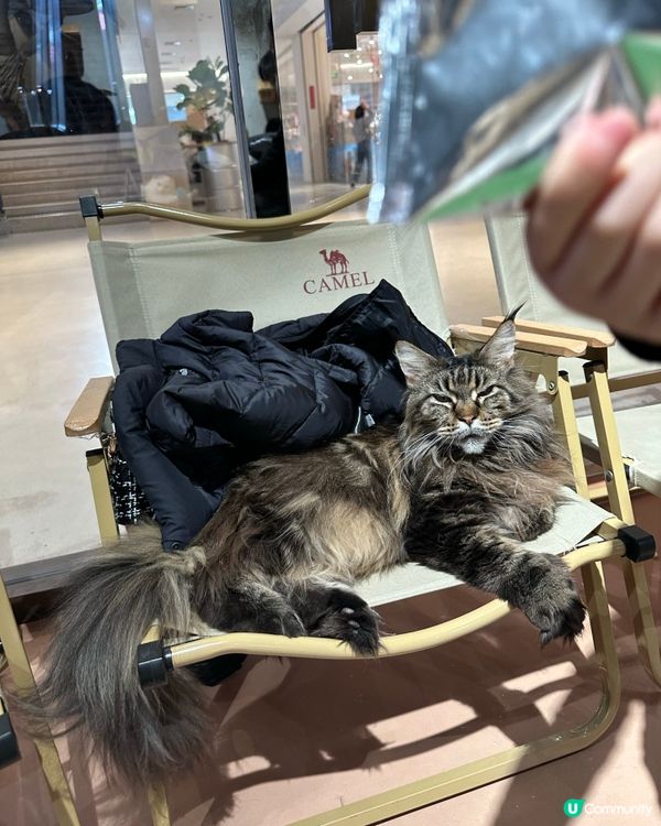 貓咪王國等你嚟！👑🐾