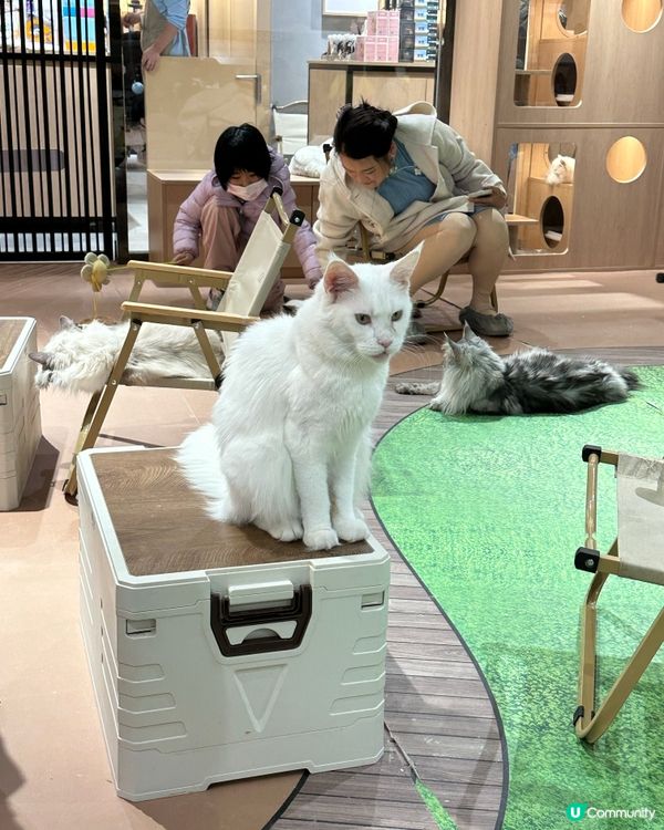 貓咪王國等你嚟！👑🐾