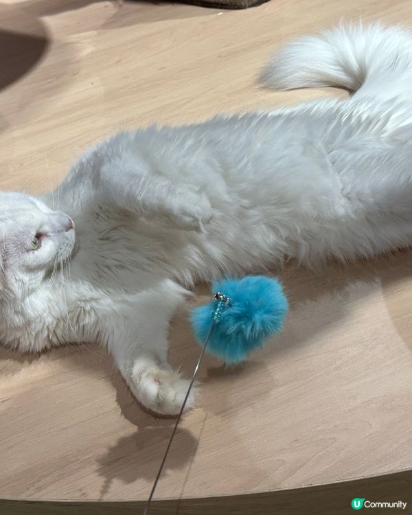 貓咪王國等你嚟！👑🐾