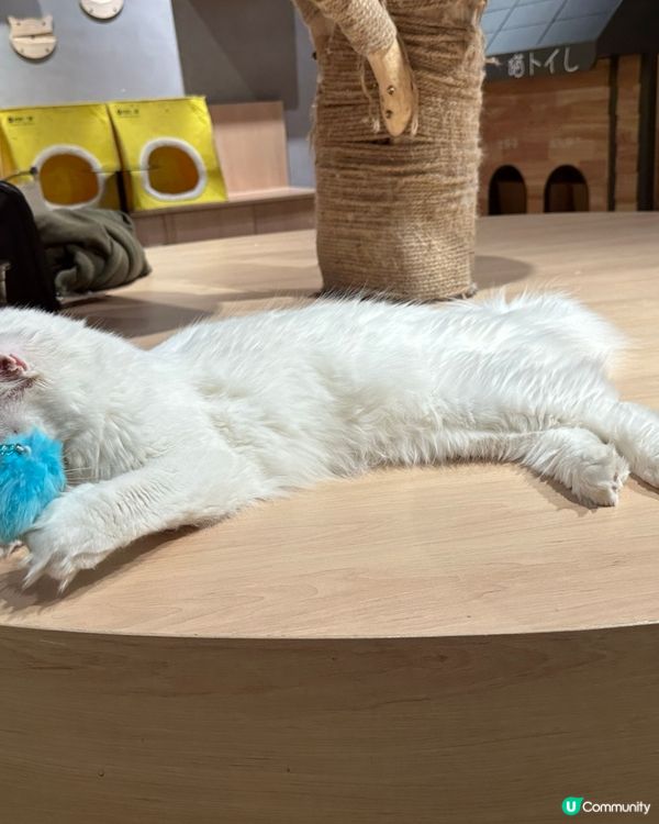 貓咪王國等你嚟！👑🐾