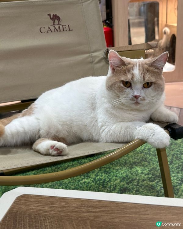 貓咪王國等你嚟！👑🐾