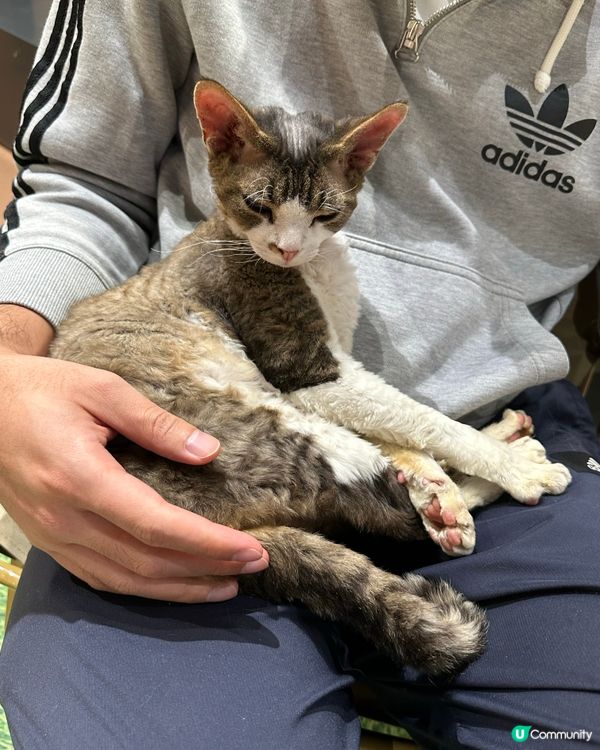 貓咪王國等你嚟！👑🐾