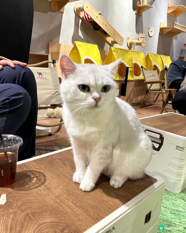 貓咪王國等你嚟！👑🐾