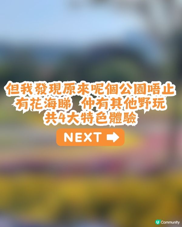 深圳南山區45萬m²公園4大特色🌸4.6萬m²三色堇花海/親子樂園/水廊道公園/小火車