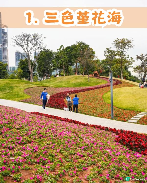 深圳南山區45萬m²公園4大特色🌸4.6萬m²三色堇花海/親子樂園/水廊道公園/小火車