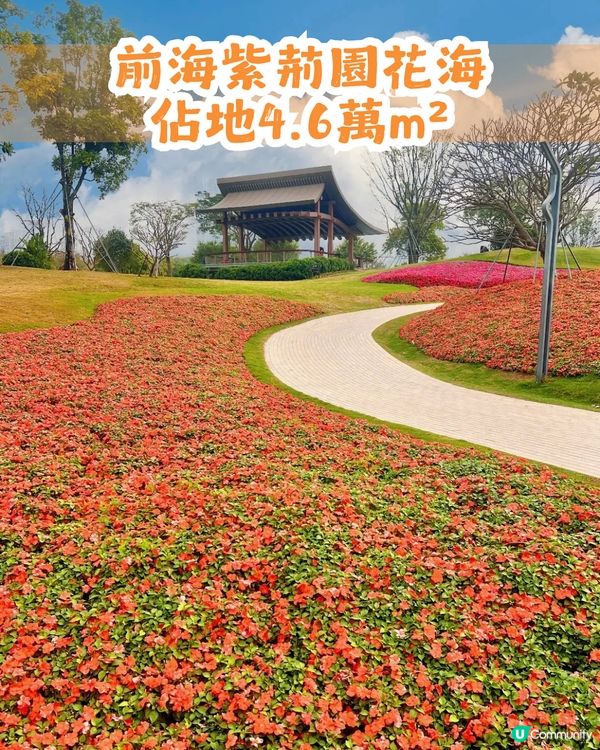 深圳南山區45萬m²公園4大特色🌸4.6萬m²三色堇花海/親子樂園/水廊道公園/小火車