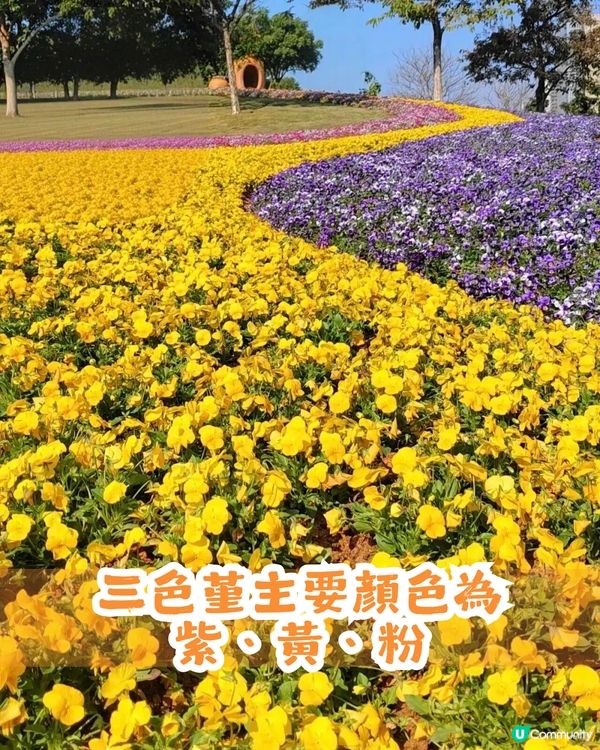 深圳南山區45萬m²公園4大特色🌸4.6萬m²三色堇花海/親子樂園/水廊道公園/小火車