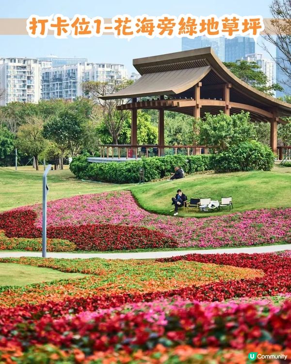 深圳南山區45萬m²公園4大特色🌸4.6萬m²三色堇花海/親子樂園/水廊道公園/小火車