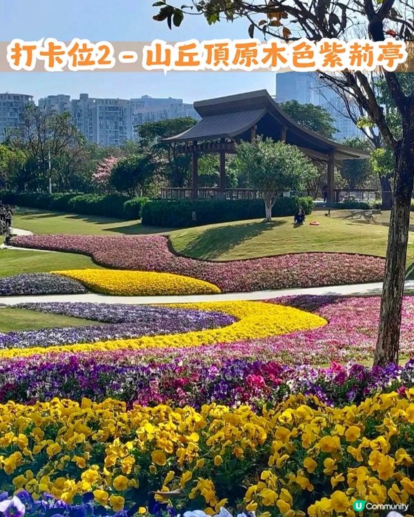 深圳南山區45萬m²公園4大特色🌸4.6萬m²三色堇花海/親子樂園/水廊道公園/小火車