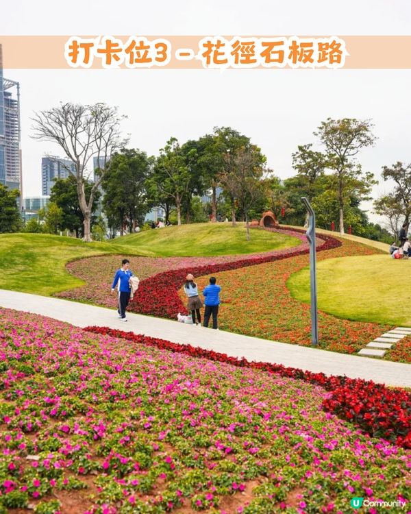 深圳南山區45萬m²公園4大特色🌸4.6萬m²三色堇花海/親子樂園/水廊道公園/小火車