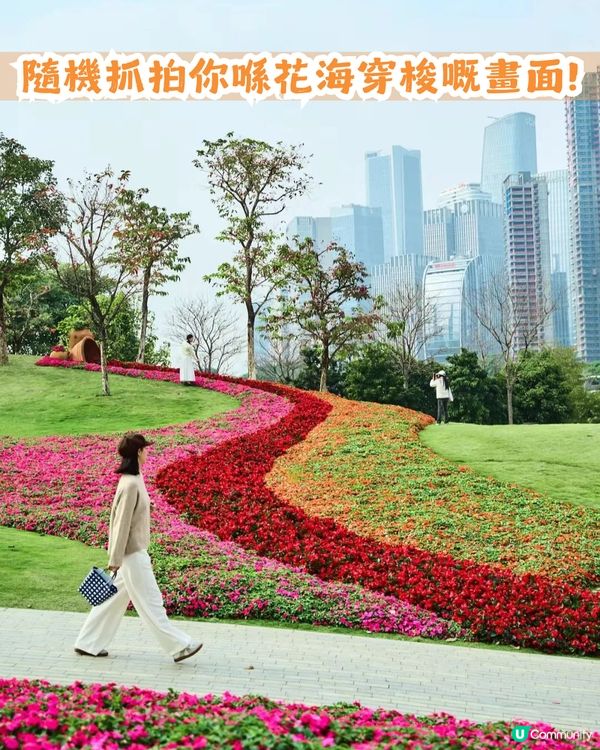 深圳南山區45萬m²公園4大特色🌸4.6萬m²三色堇花海/親子樂園/水廊道公園/小火車