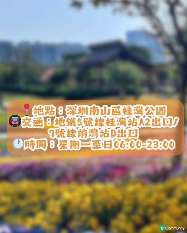 深圳南山區45萬m²公園4大特色🌸4.6萬m²三色堇花海/親子樂園/水廊道公園/小火車