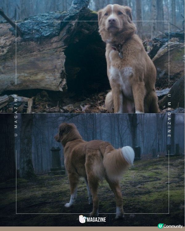 影史首位「汪星」影帝誕生！超低預算歷時3年零劇本擊敗一眾資深巨星