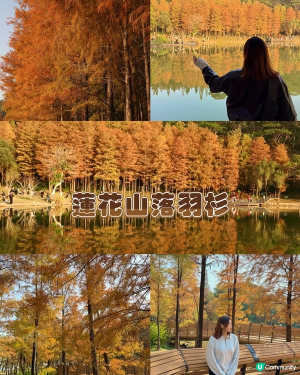 深圳最靚落羽杉打卡點！兩個湖邊影相位逐個睇