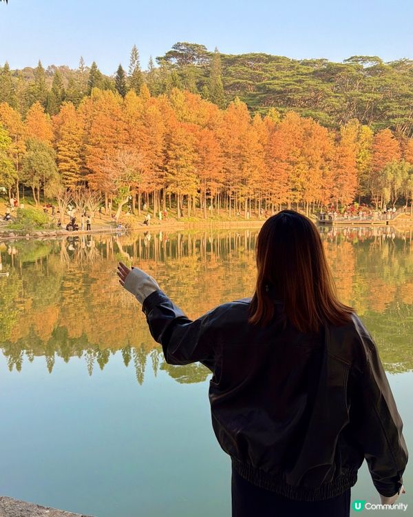 深圳最靚落羽杉打卡點！兩個湖邊影相位逐個睇