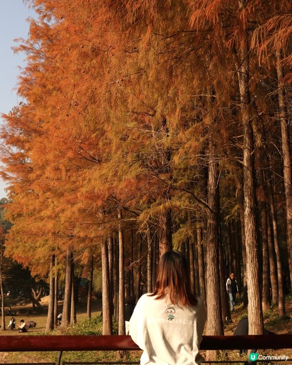 深圳最靚落羽杉打卡點！兩個湖邊影相位逐個睇