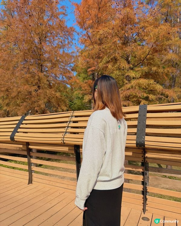 深圳最靚落羽杉打卡點！兩個湖邊影相位逐個睇