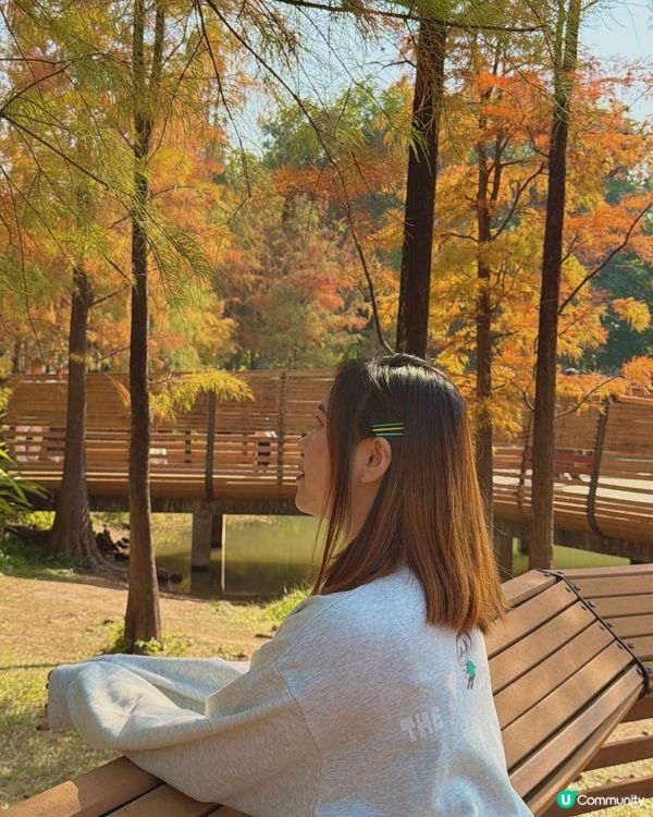 深圳最靚落羽杉打卡點！兩個湖邊影相位逐個睇