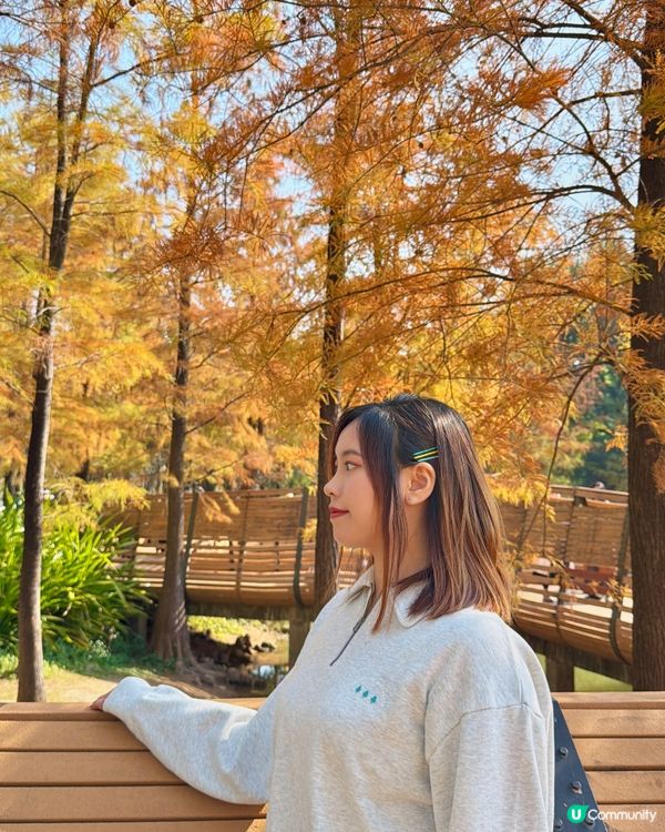 深圳最靚落羽杉打卡點！兩個湖邊影相位逐個睇