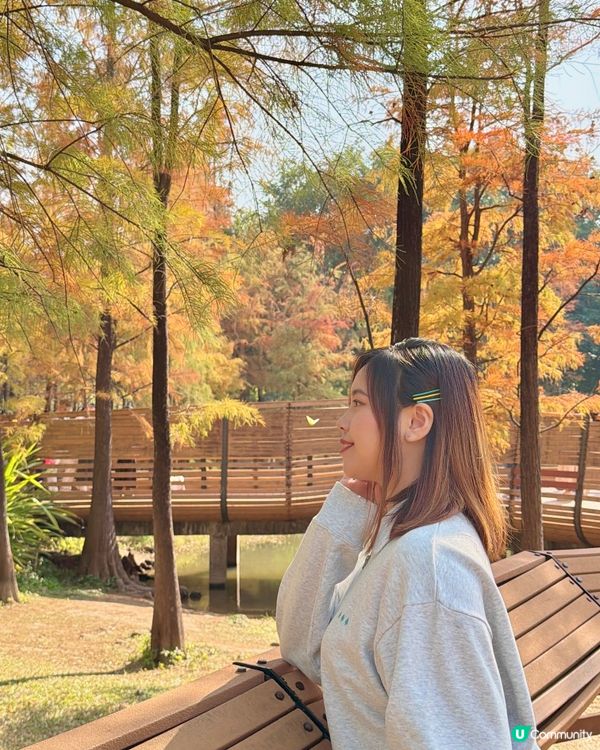 深圳最靚落羽杉打卡點！兩個湖邊影相位逐個睇