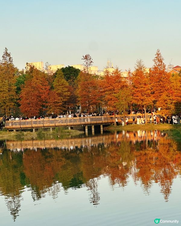 深圳最靚落羽杉打卡點！兩個湖邊影相位逐個睇