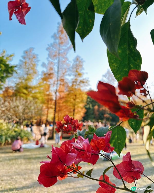 深圳最靚落羽杉打卡點！兩個湖邊影相位逐個睇