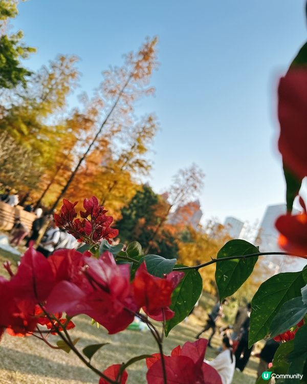 深圳最靚落羽杉打卡點！兩個湖邊影相位逐個睇