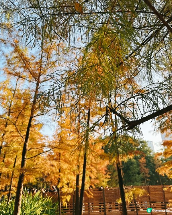 深圳最靚落羽杉打卡點！兩個湖邊影相位逐個睇