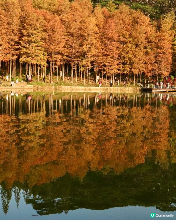 深圳最靚落羽杉打卡點！兩個湖邊影相位逐個睇