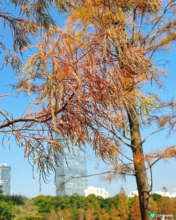 深圳最靚落羽杉打卡點！兩個湖邊影相位逐個睇