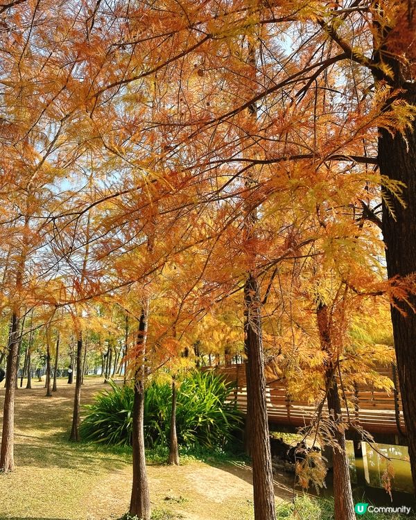 深圳最靚落羽杉打卡點！兩個湖邊影相位逐個睇