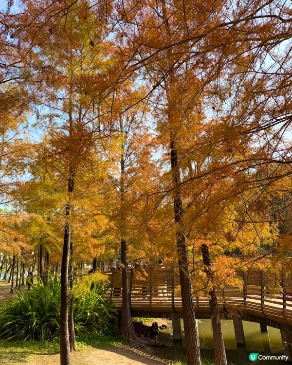 深圳最靚落羽杉打卡點！兩個湖邊影相位逐個睇