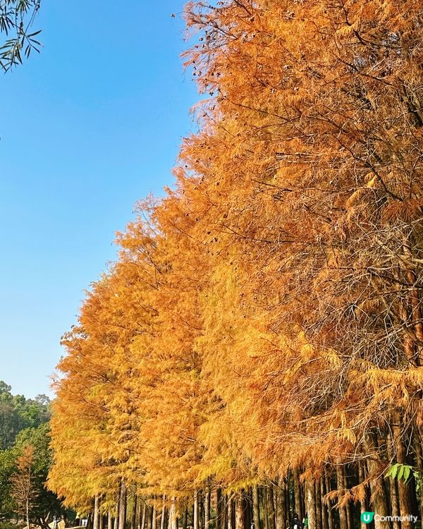 深圳最靚落羽杉打卡點！兩個湖邊影相位逐個睇