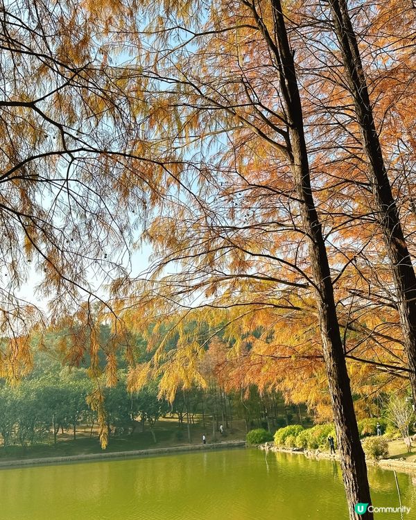 深圳最靚落羽杉打卡點！兩個湖邊影相位逐個睇