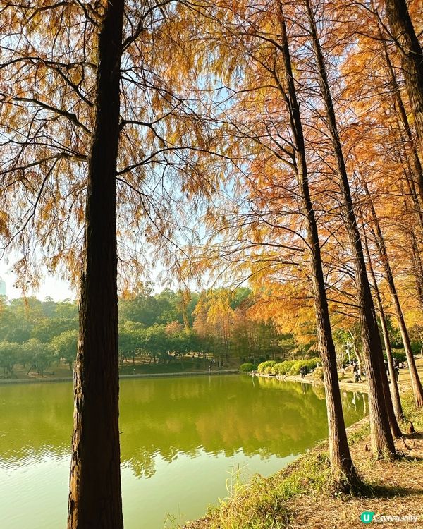 深圳最靚落羽杉打卡點！兩個湖邊影相位逐個睇